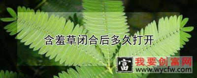 含羞草闭合后多久打开