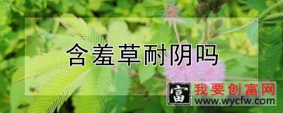 含羞草耐阴吗