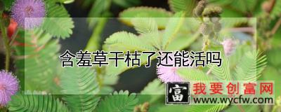 含羞草干枯了还能活吗