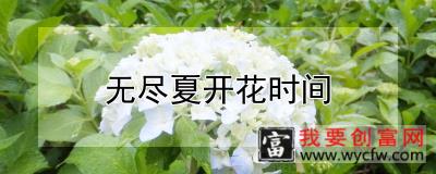 无尽夏开花时间