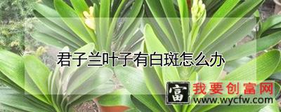 君子兰叶子有白斑怎么办