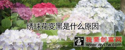 绣球花变黑是什么原因