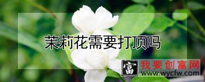 茉莉花需要打顶吗