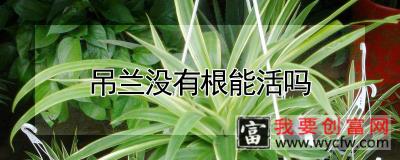 吊兰没有根能活吗