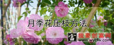 月季花压枝方法