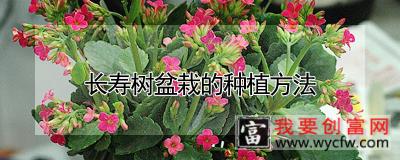 长寿树盆栽的<a href=https://www.wycfw.com/e/tags/?tagid=232 target=_blank class=infotextkey>种植方法</a>