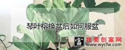 琴叶榕换盆后如何服盆