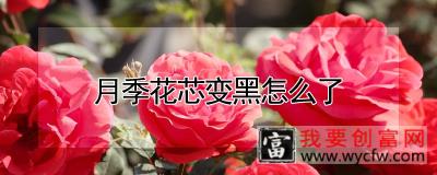 月季花芯变黑怎么了