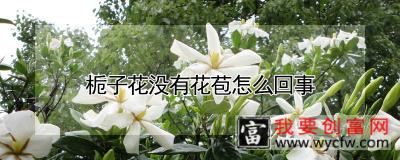 栀子花没有花苞怎么回事