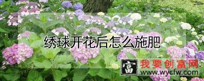 绣球开花后怎么施肥