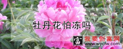 牡丹花怕冻吗