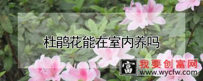 杜鹃花能在室内养吗