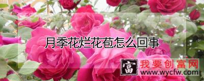 月季花烂花苞怎么回事