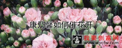 康乃馨如何催花开