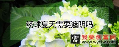 绣球夏天需要遮阴吗