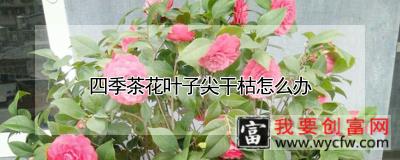 四季茶花叶子尖干枯怎么办