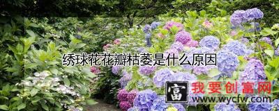 绣球花花瓣枯萎是什么原因