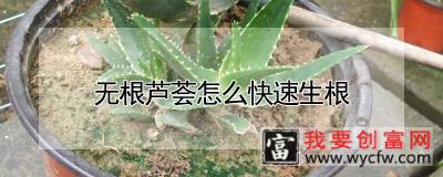 无根芦荟怎么快速生根