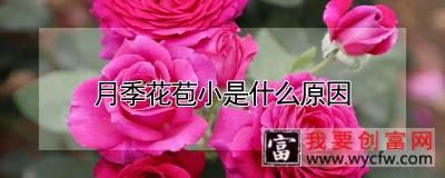 月季花苞小是什么原因