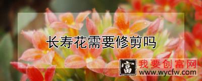 长寿花需要修剪吗