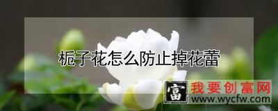 栀子花怎么防止掉花蕾