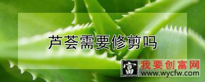 芦荟需要修剪吗