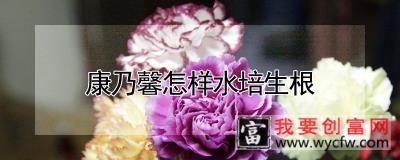 康乃馨怎样水培生根