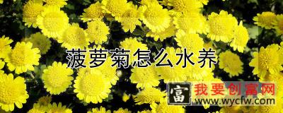 菠萝菊怎么水养