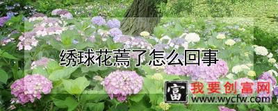 绣球花蔫了怎么回事