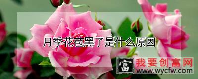 月季花苞黑了是什么原因