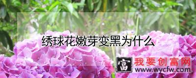 绣球花嫩芽变黑为什么