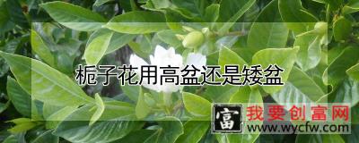 栀子花用高盆还是矮盆