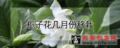 栀子花几月份移栽