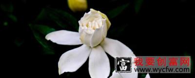 枙子花怎样扦插