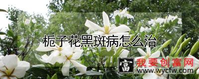 栀子花黑斑病怎么治