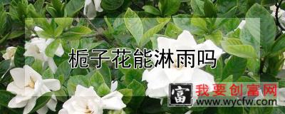 栀子花能淋雨吗