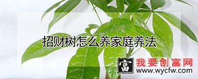 招财树怎么养家庭养法