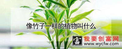 像竹子一样的植物叫什么