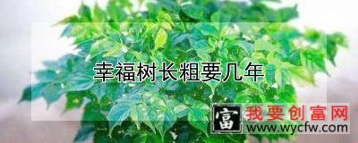 幸福树长粗要几年