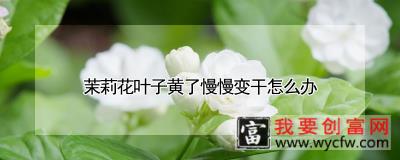 茉莉花叶子黄了慢慢变干怎么办