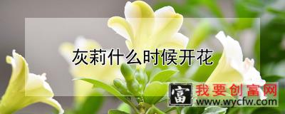 灰莉什么时候开花