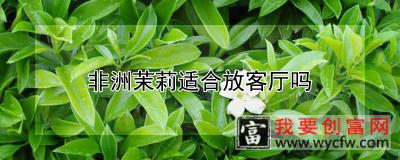 非洲茉莉适合放客厅吗