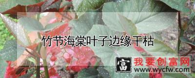 竹节海棠叶子边缘干枯