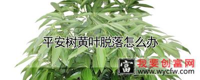 平安树黄叶脱落怎么办