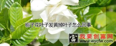 栀子花叶子发黄掉叶子怎么回事