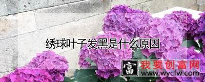 绣球叶子发黑是什么原因