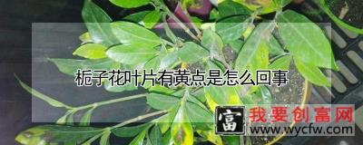 栀子花叶片有黄点是怎么回事