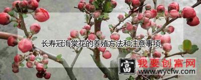 长寿冠海棠花的养殖方法和注意事项