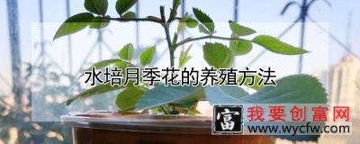 水培月季花的养殖方法