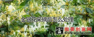 金银花采摘后怎么处理